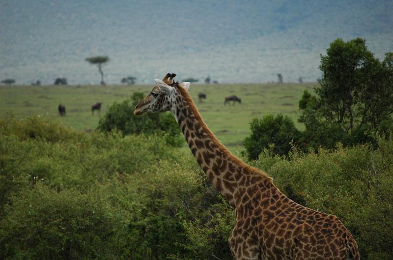 Lone Giraffe.JPG